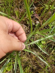 Lysimachia lanceolata