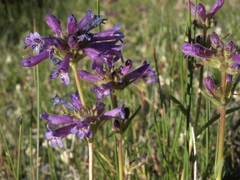 Penstemon heterodoxus heterodoxus