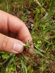 Lysimachia lanceolata