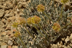 Eriogonum kingii