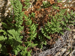 Woodsia oregana