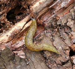Limacus maculatus