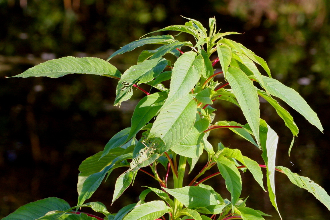 Amaranthus australis
