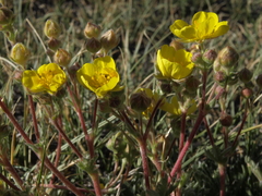Potentilla gracilis elmeri