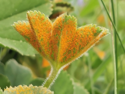 Lady's Mantle Rust