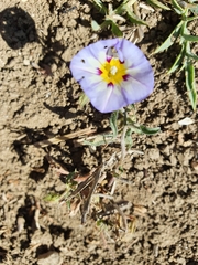 Convolvulus tricolor image