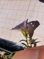 Convolvulus tricolor image