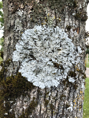 Parmelina pastillifera