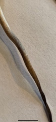 Panaeolus fimicola