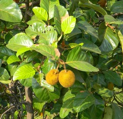Artocarpus hirsutus