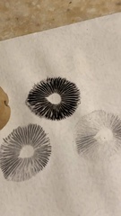 Panaeolus fimicola