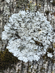Parmelina pastillifera
