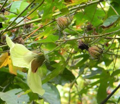 Hibiscus hispidissimus