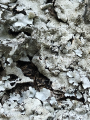 Parmelina pastillifera