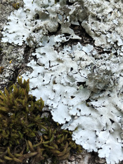 Parmelina pastillifera