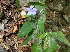 Barleria courtallica