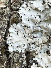 Parmelina pastillifera