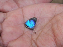 Jamides alecto alocina