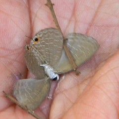 Jamides alecto alocina