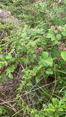 Magnoliopsida