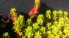 Sedum × rubrotinctum