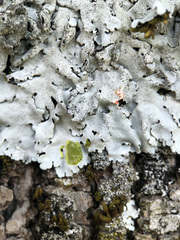 Parmelina pastillifera
