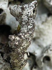 Parmelina pastillifera