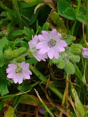 Geranium
