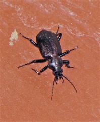 Calosoma argentinense