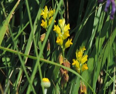Polygala flavescens