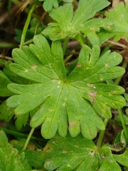Geranium