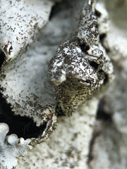 Parmelina pastillifera