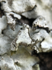 Parmelina pastillifera