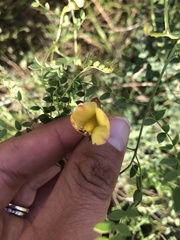 Erythrostemon caudatus