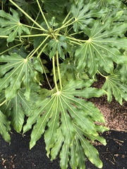 Fatsia