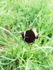 Microbotryum tragopogonis-pratensis