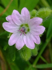 Geranium