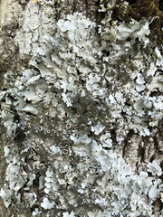 Parmelina pastillifera