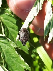 Rhacognathus punctatus