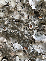 Parmelina pastillifera