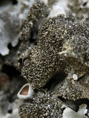 Parmelina pastillifera