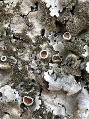 Parmelina pastillifera
