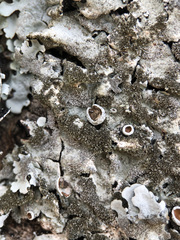 Parmelina pastillifera