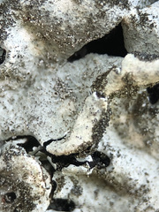 Parmelina pastillifera