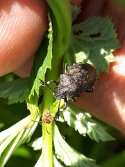 Rhacognathus punctatus