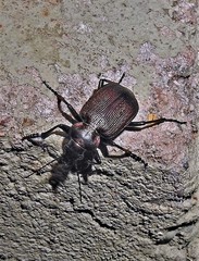 Calosoma argentinense