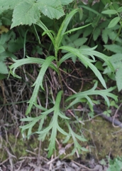Artemisia integrifolia