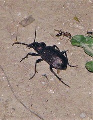 Calosoma argentinense