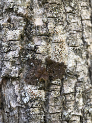 Melanohalea exasperata