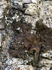 Melanohalea exasperata